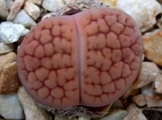 Lithops bhookeri 